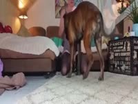 Webcam whore takes on a dog porno